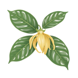 ylang ylang